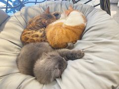 -猫亿天猫咖