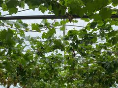 -金谷域澳洲庄园