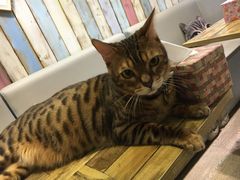 -小时光咖啡馆(开森度假森林店)