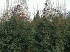 -洨河生态公园