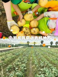 点击看大图 -麦粒鸟亲子游