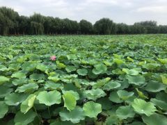 -荷塘月色湿地公园·向阳花洲