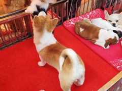 -中环花鸟鱼虫市场