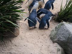 -费瑟代尔野生动物园