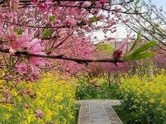 -南汇桃花村
