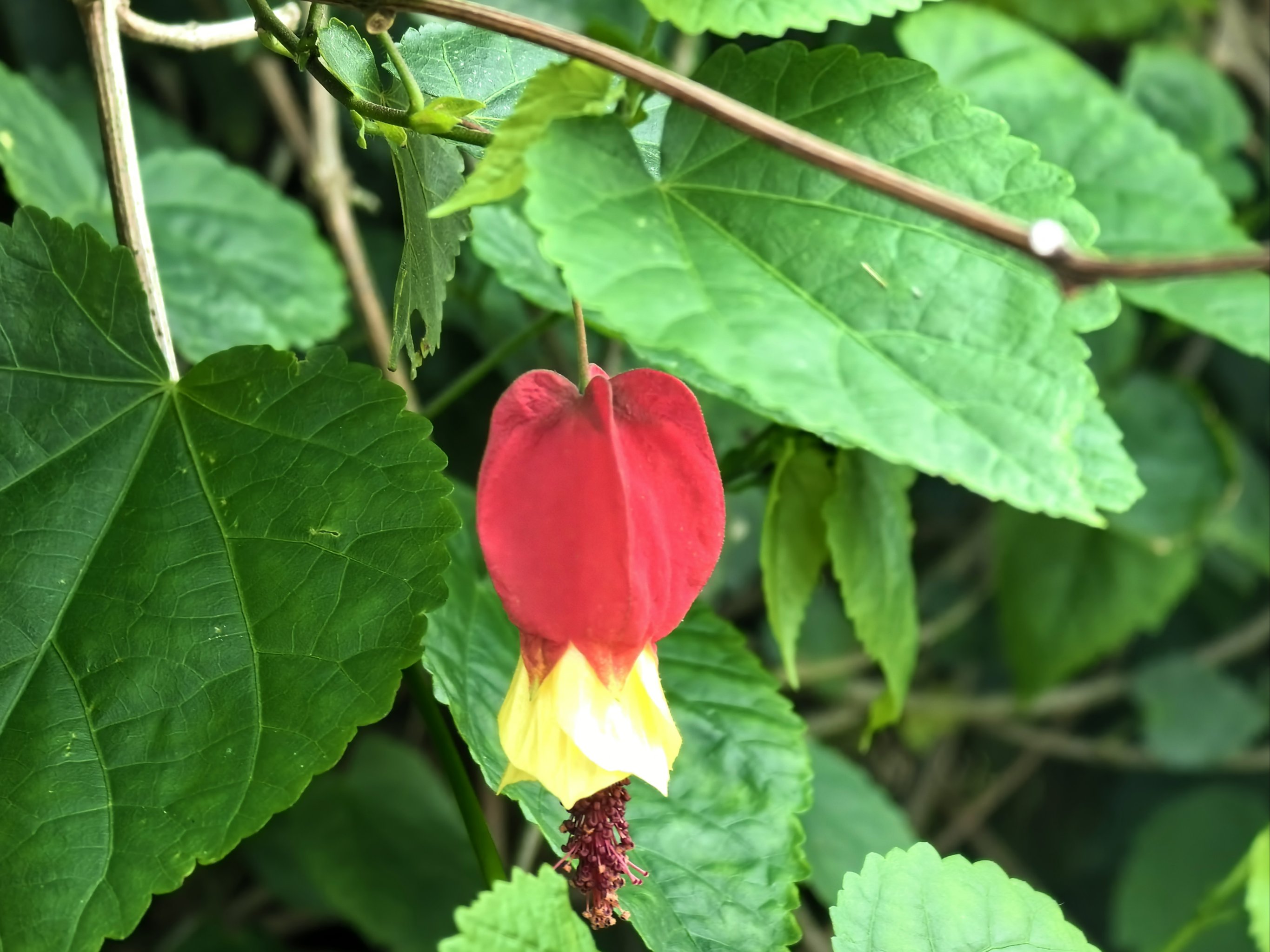 灯笼花的样子图片