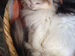 iphone_upload_pic-Anne猫窝咖啡屋