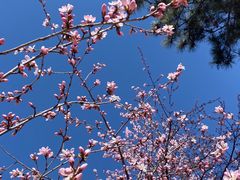 -北京西山国家森林公园