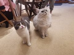 -猫友咖啡店(玉林西路店)