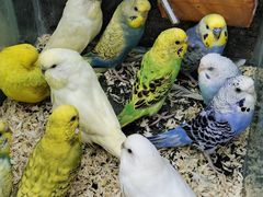 -青石桥花鸟鱼虫市场(叠翠城店)