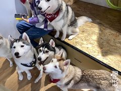 -Husky Go! 哈士奇体验馆·宠物咖啡厅狗咖