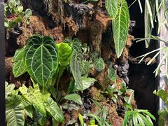 -自由生长植物工作室(深港花卉中心店)