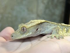 -帕帕拉兹宠物(亚洲旗舰店)