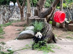 -都江堰中华大熊猫苑
