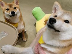 -逗柴咖啡屋·狗咖猫咖宠物桌游