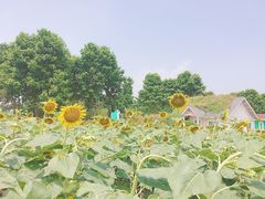 -百万葵园