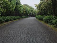 -上海海湾国家森林公园