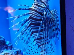 -上海海洋水族馆