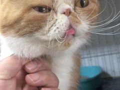 -安安宠医·臻爱宠物医院(簇锦北路分院)