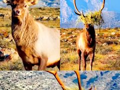 -新疆天山野生动物园