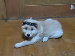 -艾贝尔宠物医院 ·内科全科(梁溪路店)