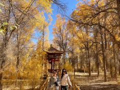 -金塔沙漠胡杨林景区
