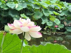 -陈家山荷花公园