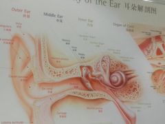 -自然之声助听器·呼吸机(贵定店)