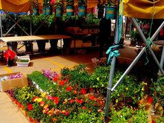 -中环花鸟鱼虫市场