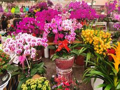 -秦美花卉(天朗·莱茵小城2期店)