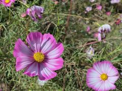 -庞各庄翠芳园西瓜蔬菜基地采摘园