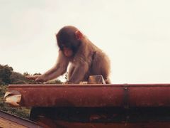 -岚山猴子公园