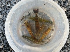-DGE季风钓虾营地·团建·聚会