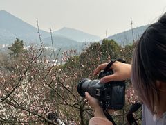 -香雪海