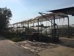 -庞各庄翠芳园西瓜蔬菜基地采摘园