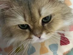 -瑞派宠物医院·犬猫全科·猫友好(宾水西道店)