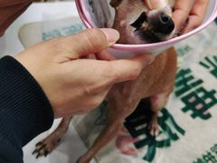 -瑞派宠物医院·中兽医专科(中央商城分院)