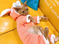 -十年猫舍·猫咪专门店(普陀店)