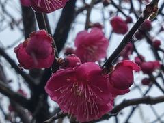 -无锡梅园公园