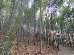 -上海佘山国家森林公园天马山园