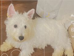 -翊宠yipet猫狗购宠庄园犬舍•猫舍