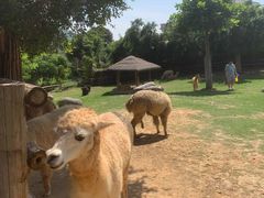 -泉州海丝野生动物世界