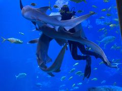 -太平洋海底世界