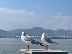 -海埂大坝