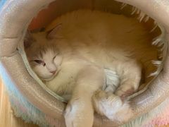 -猫和宫(六道口店)