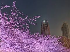 -西北湖绿化广场