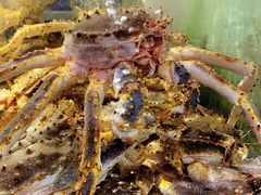 -蟹之国·精品蟹料理(极地店)