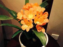 iphone_upload_pic-上海怡沁园度假酒店