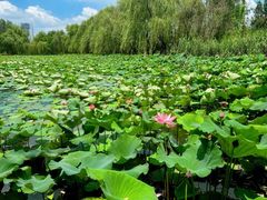 -洋湖国家湿地公园