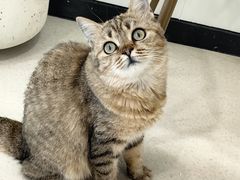 -共舞时光猫咖·狗咖(新街口店)